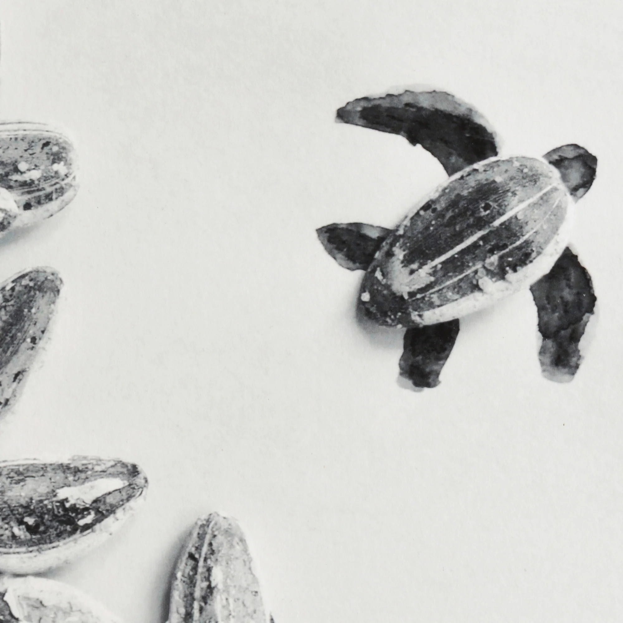 Romain Joly - Tortue (2025) - Image 4