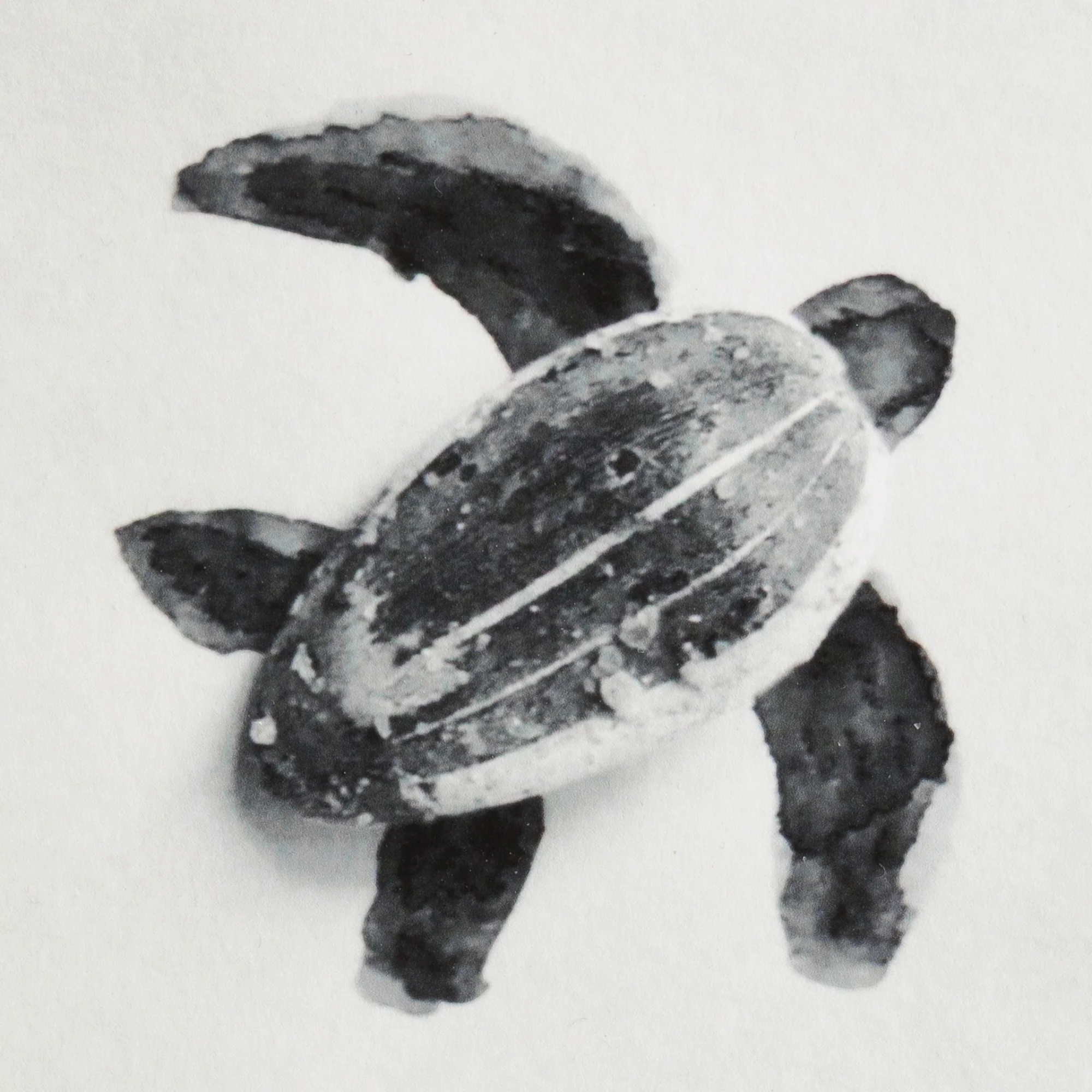 Romain Joly - Tortue (2025) - Image 5
